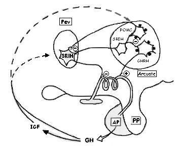 régulation de la GH par l'hypophyse