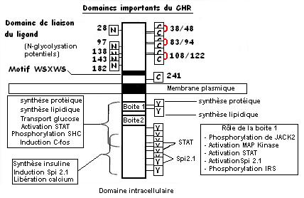 récepteur GH