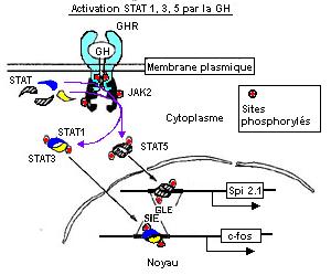 STAT pathway