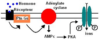 récepteur / canal phosphorylé