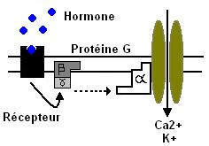 canaux et protine G