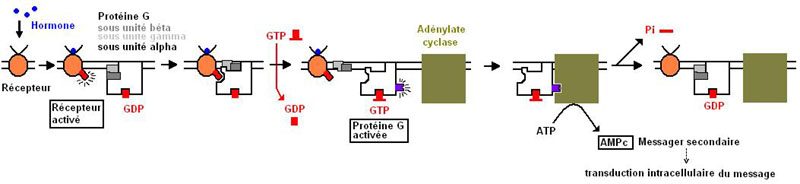 activation protéineG